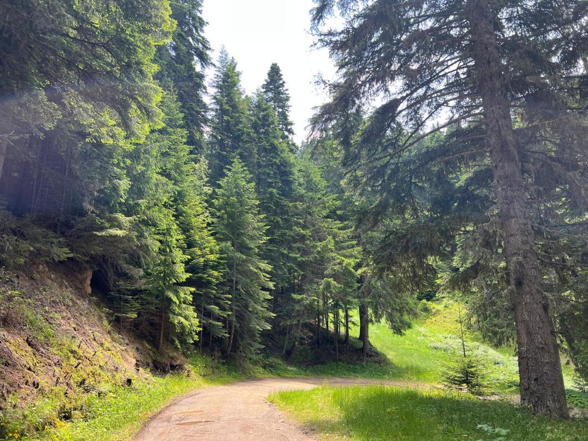 Arboro Flora Residence Studio Borovets Bagian luar foto